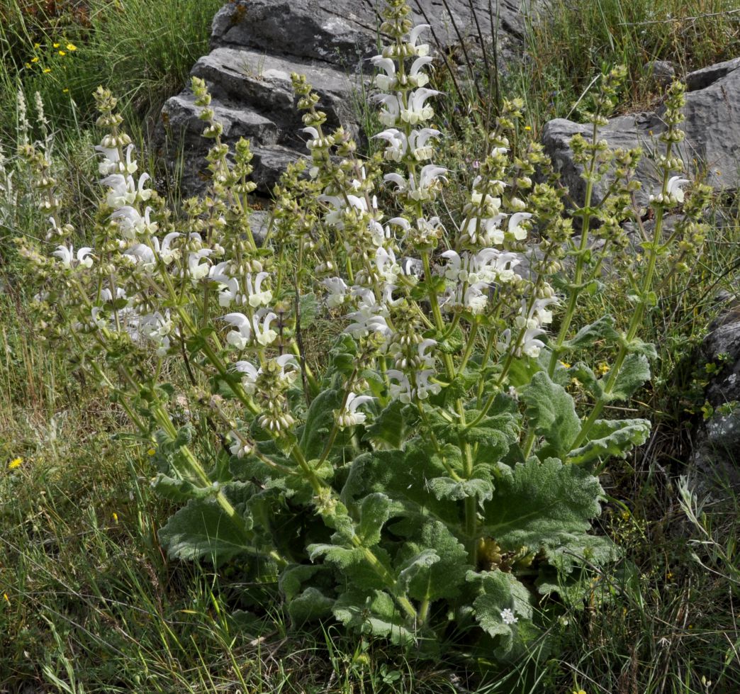 Изображение особи Salvia argentea.