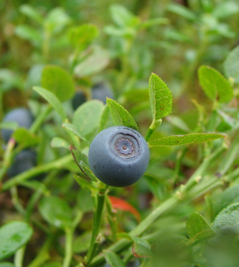 Image of Vaccinium myrtillus specimen.