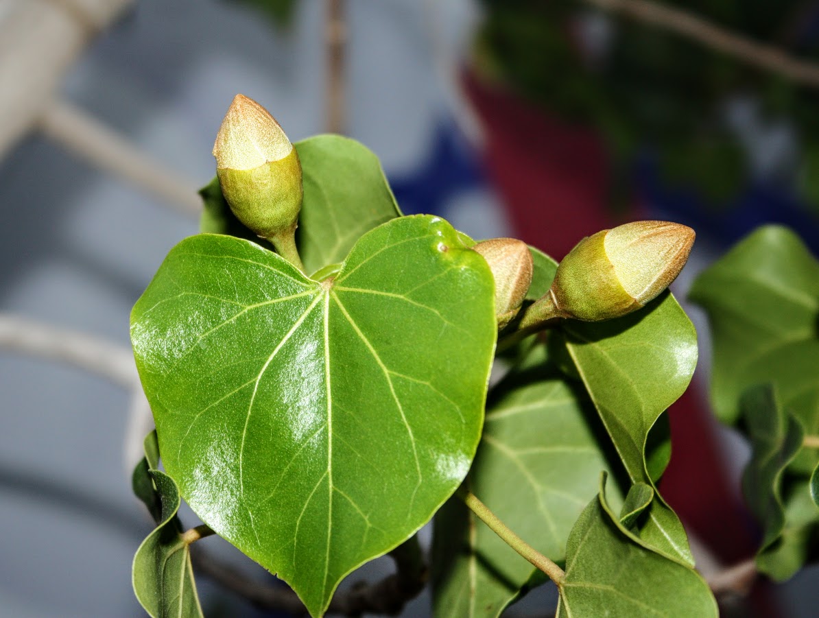 Image of Thespesia populnea specimen.