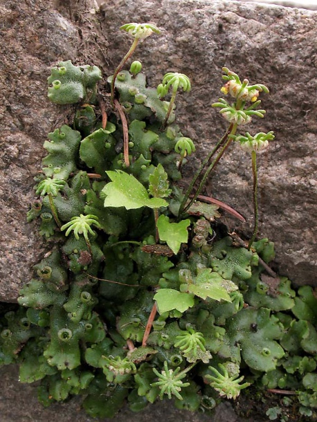 Изображение особи Marchantia polymorpha.