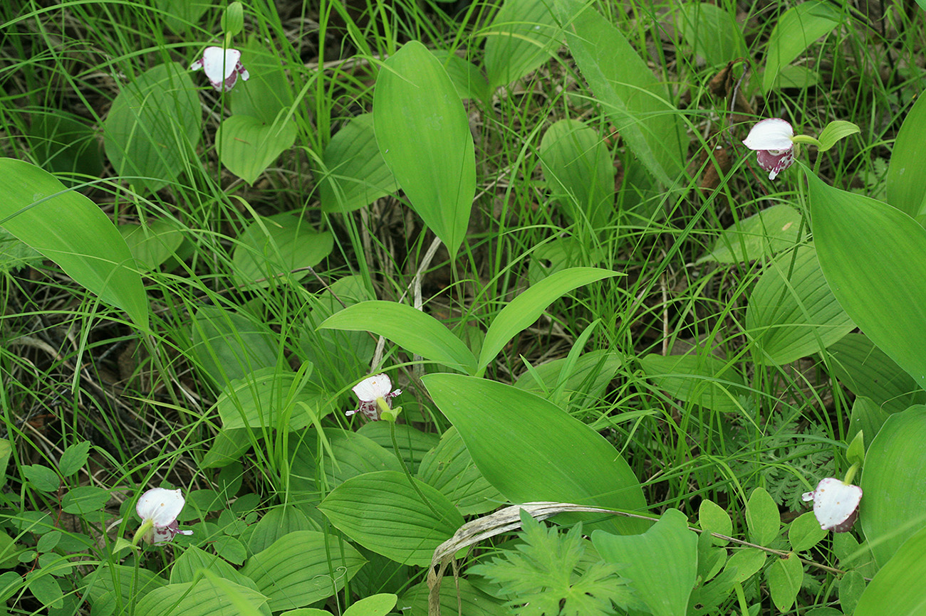 Image of Cypripedium guttatum specimen.