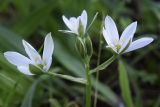 Ornithogalum divergens. Соцветие. Испания, автономное сообщество Каталония, провинция Жирона, комарка Баш Эмпорда, муниципалитет Калонже, лужайка. 31.03.2017.