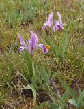 Iris pumila