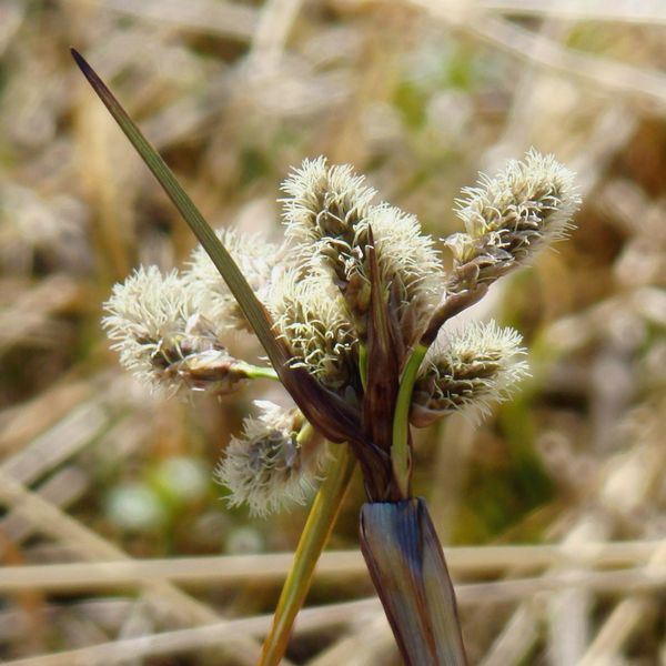 Изображение особи Eriophorum angustifolium.