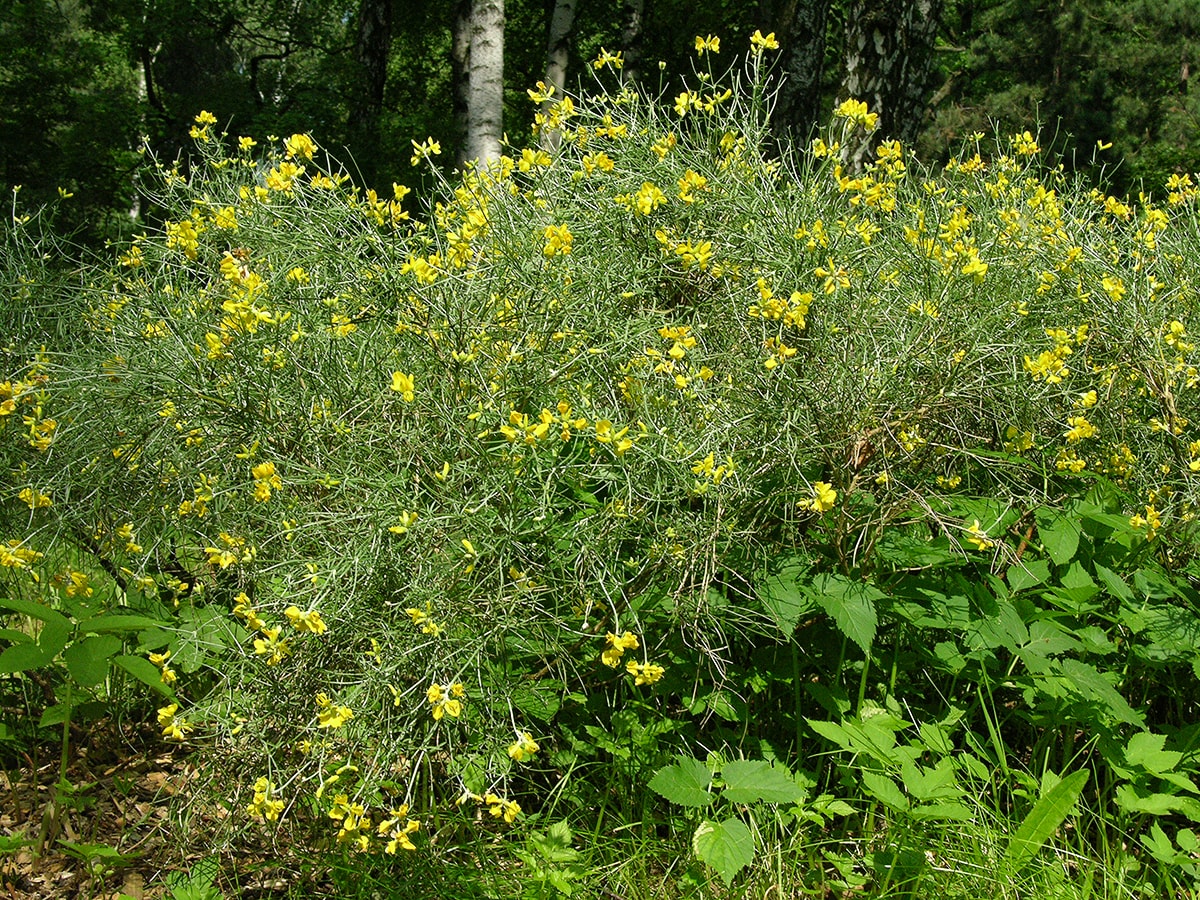 Image of Genista radiata specimen.