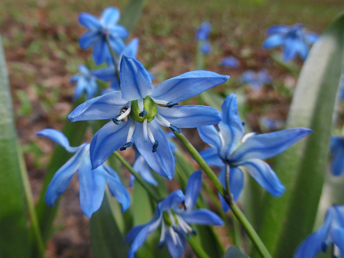 Изображение особи Scilla siberica.