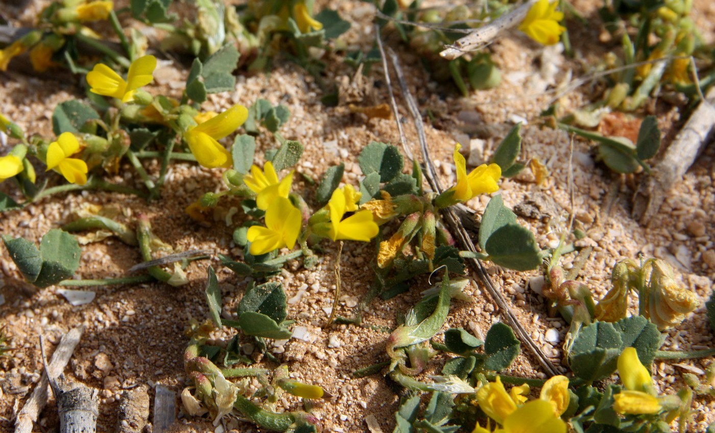 Image of Trigonella maritima specimen.