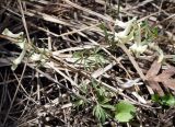 Corydalis angustifolia. Цветущие растения на склоне. Армения, Котайская обл., окр. монастыря Гегард. 27.04.2017.