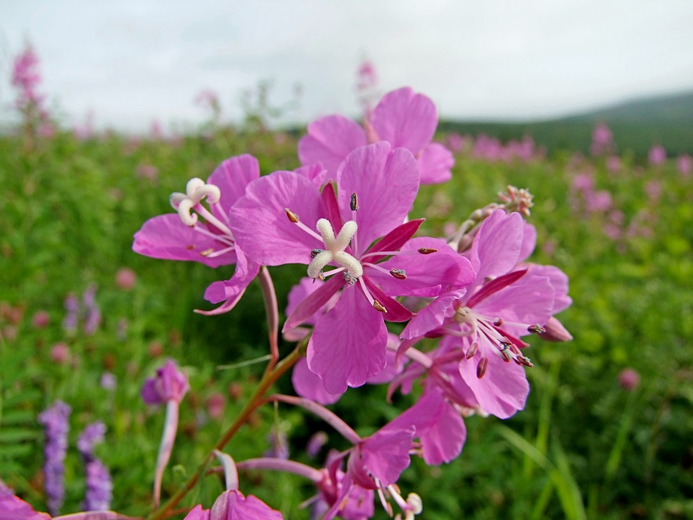 Изображение особи Chamaenerion angustifolium.