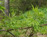 Sambucus sibirica. Часть ветки с вегетирующими побегами. Восточный Казахстан, Глубоковский р-н, окр. с. Тарханка, склон сопки, зарастающий кустарниками, обочина тропы. 10.05.2017.