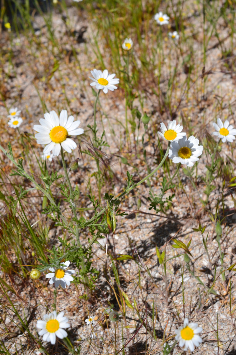 Изображение особи Anthemis ruthenica.