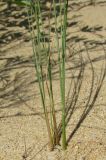 Festuca beckeri. Нижняя часть растения. Краснодарский край, м/о город-курорт Анапа, окр. с. Витязево, Витязевская коса, дюны. 7 июня 2017 г.