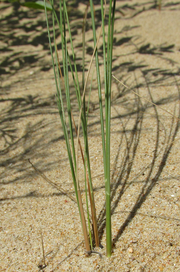 Изображение особи Festuca beckeri.