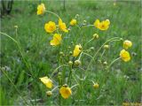 Ranunculus