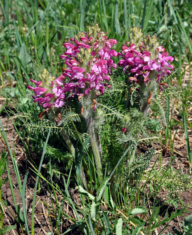 Изображение особи Pedicularis rubens.