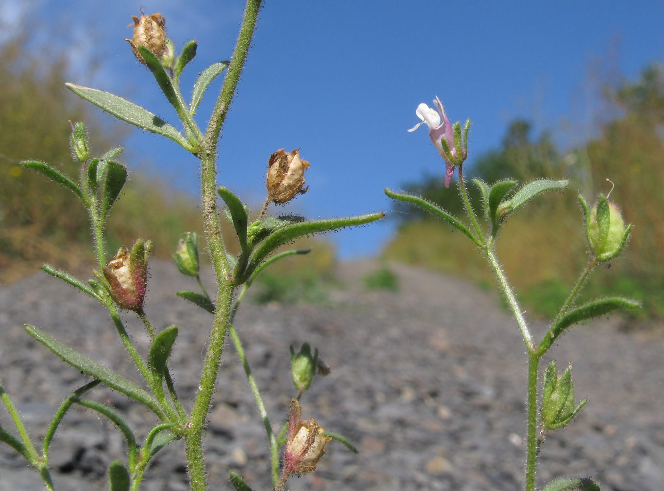 Image of Chaenorhinum minus specimen.