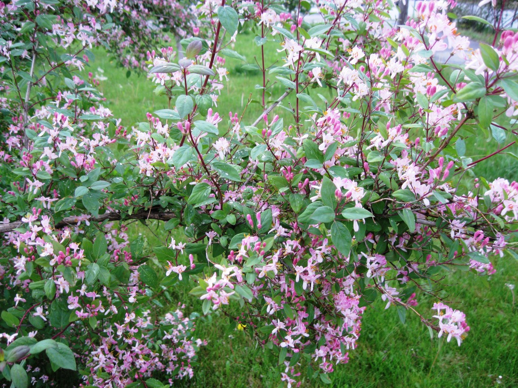 Изображение особи Lonicera tatarica.
