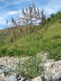 Calamagrostis epigeios. Цветущее растение. Южный Казахстан, Таласский Алатау, запов. Аксу-Жабаглы, ущ. Улькен-Каинды, выс. 2100 м н.у.м., русло ручья. 15 июля 2017 г.