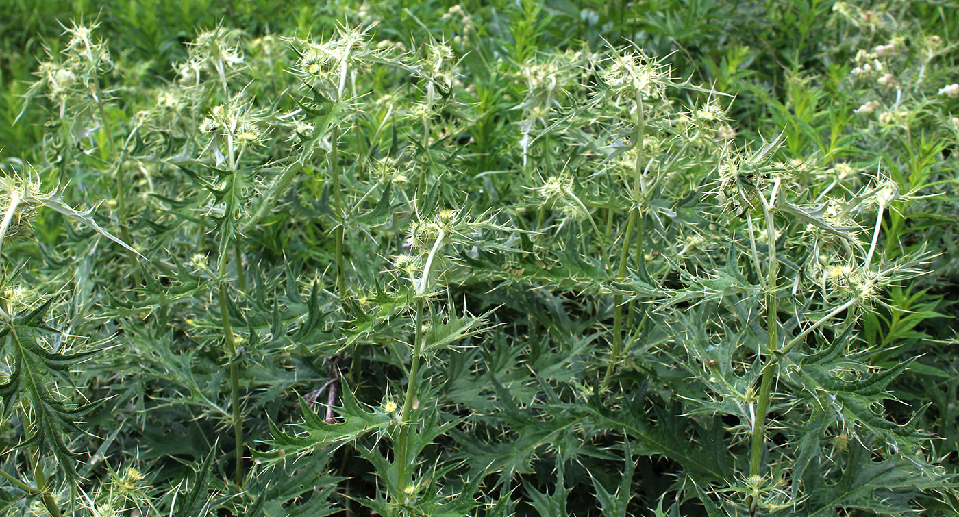 Изображение особи Cirsium chlorocomos.