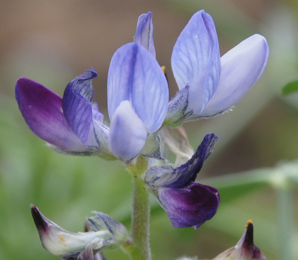 Image of Lupinus angustifolius specimen.