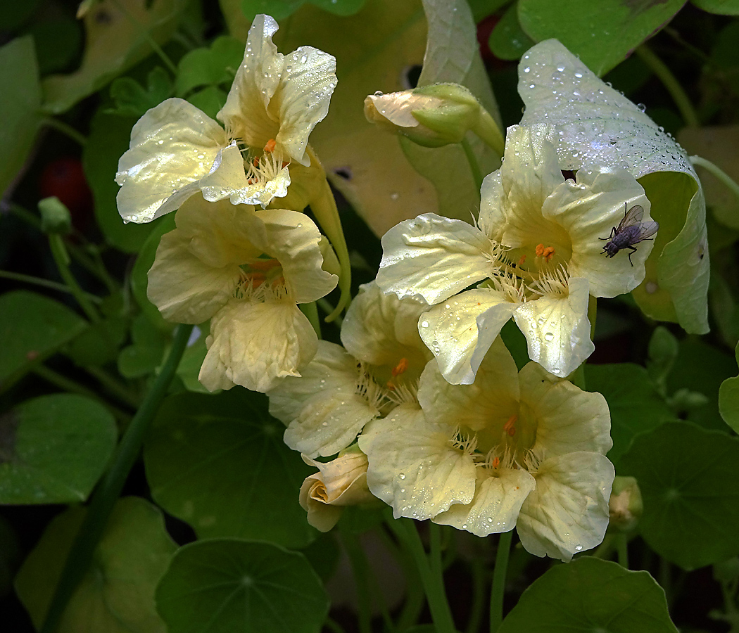 Image of Tropaeolum majus specimen.