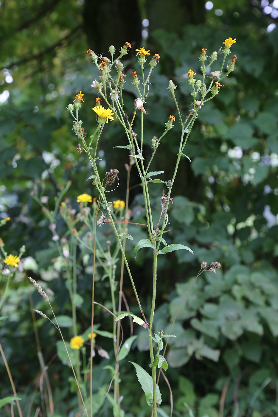 Image of Picris hieracioides specimen.