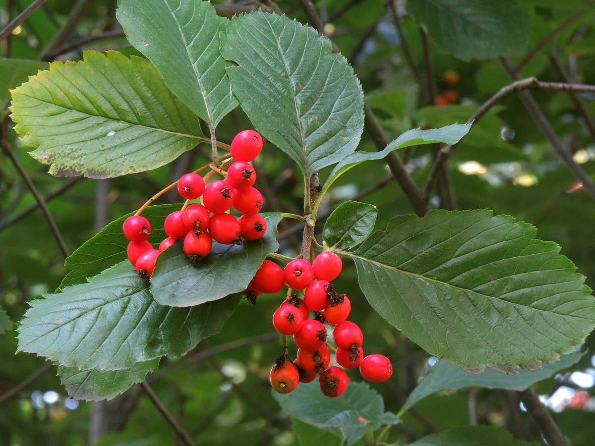 Image of Sorbus colchica specimen.