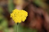 Achillea filipendulina