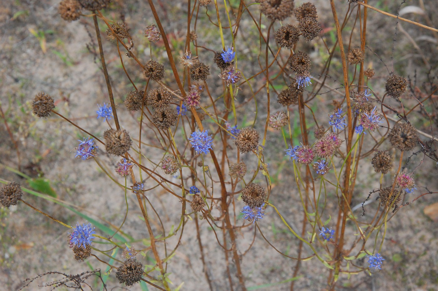 Image of Jasione montana specimen.