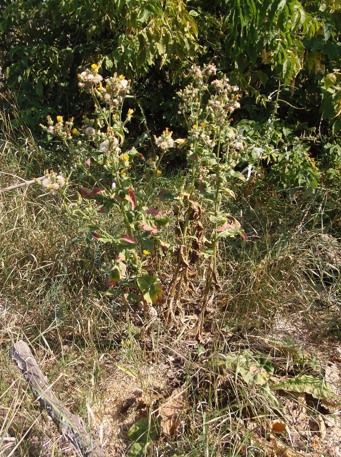 Image of Picris hieracioides specimen.