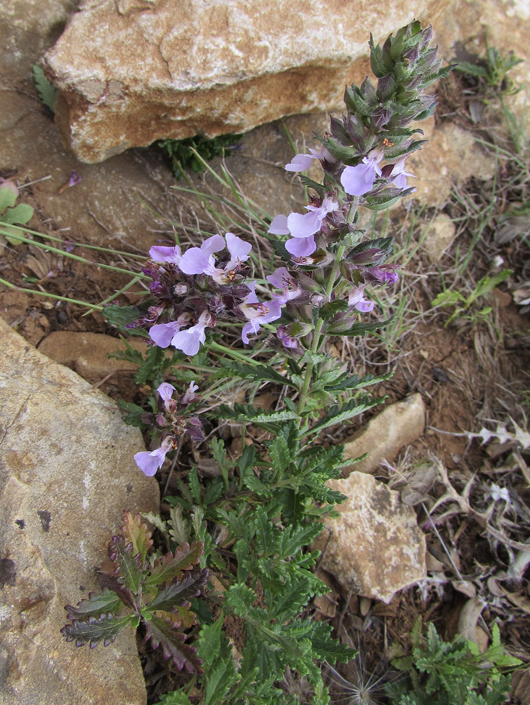 Изображение особи Teucrium chamaedrys ssp. pinnatifidum.