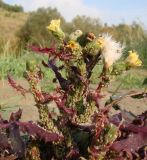 Sonchus oleraceus. Верхушка цветущего и плодоносящего растения с колонией тли. Краснодарский край, г. Усть-Лабинск, островок р. Кубань. 21.10.2017.