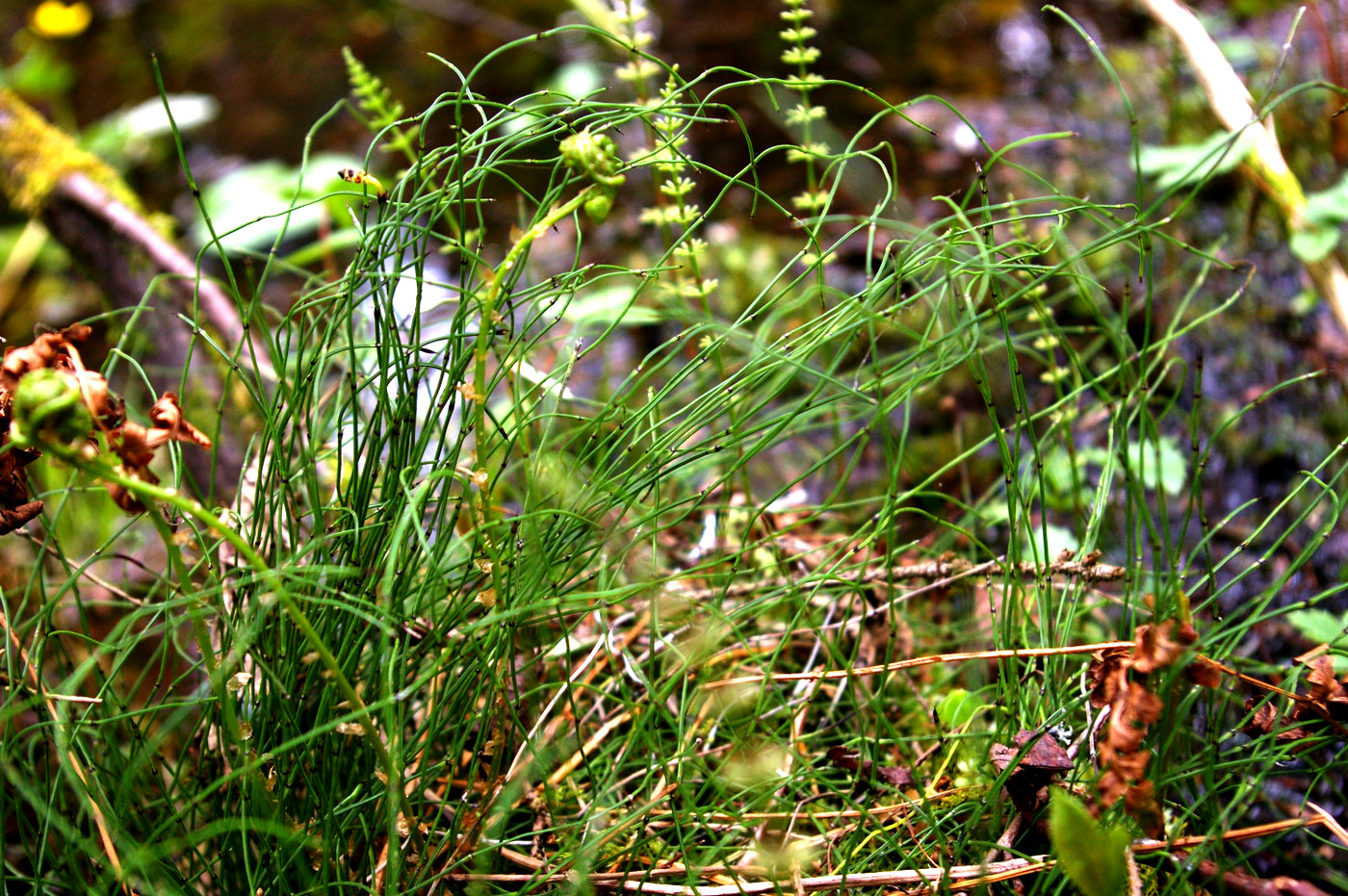 Изображение особи Equisetum scirpoides.