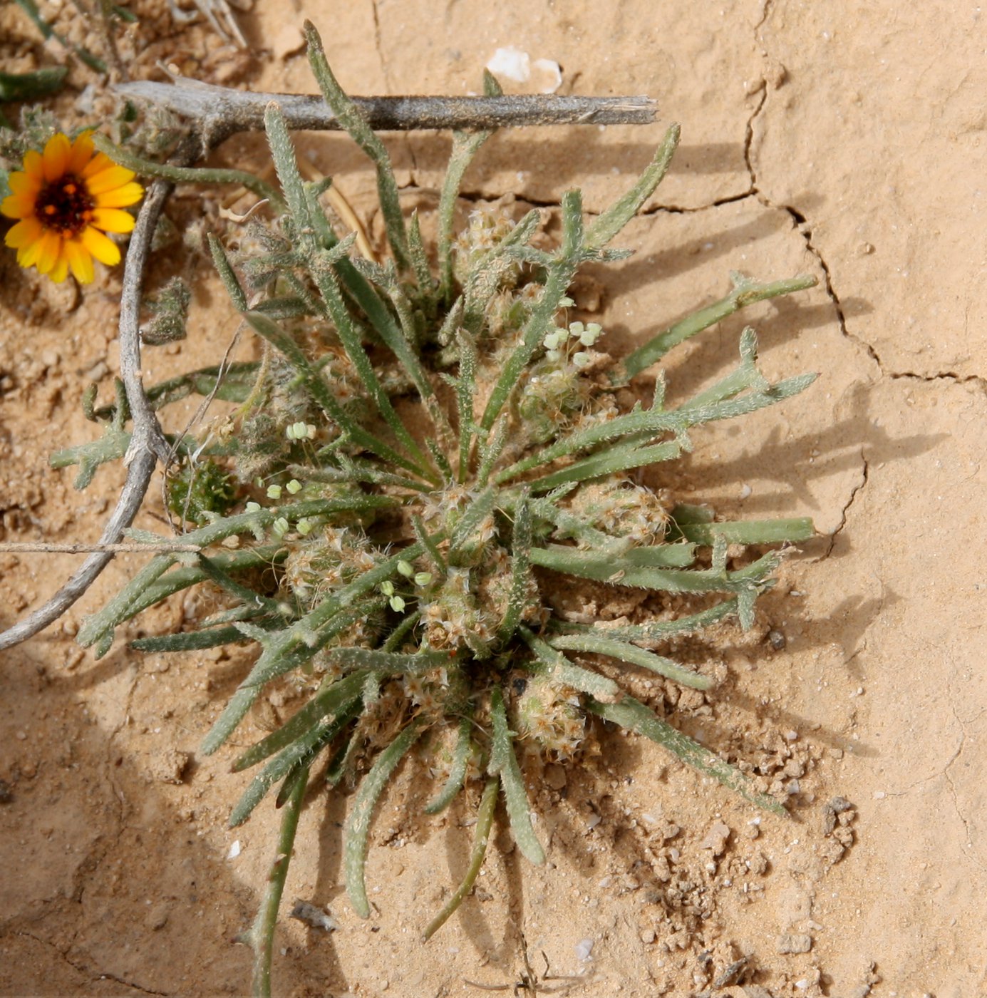 Изображение особи Plantago crypsoides.