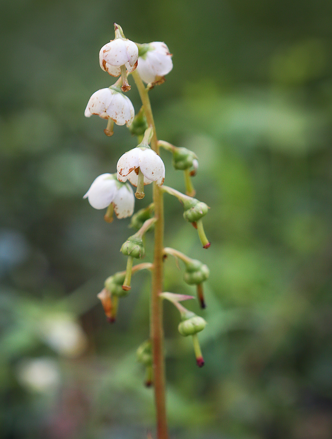 Image of Pyrola media specimen.