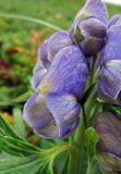 Aconitum maximum