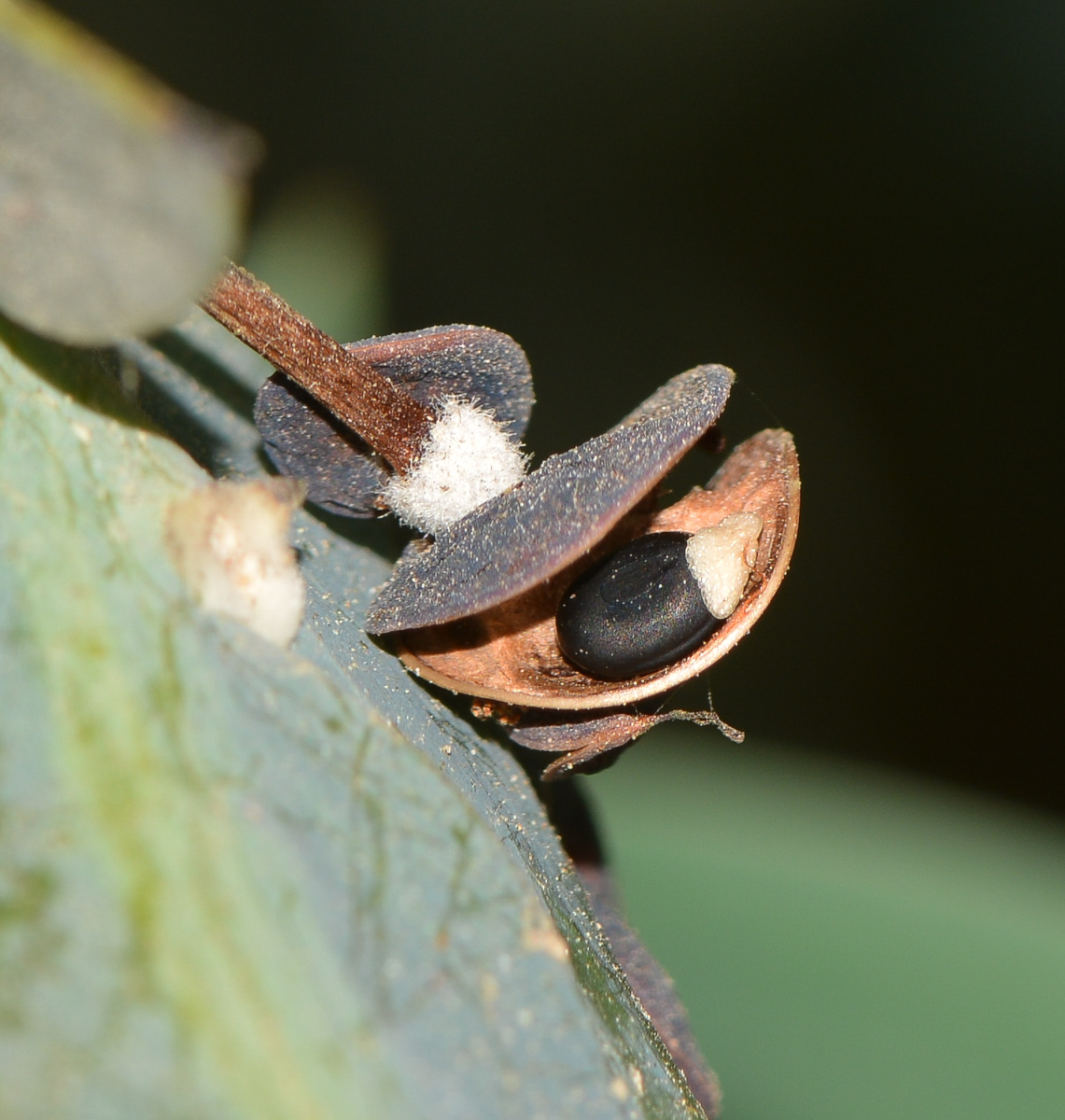 Изображение особи Acacia glaucoptera.