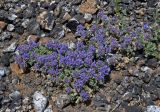 Dracocephalum origanoides. Цветущие растения. Монголия, аймак Архангай, вулкан Хэрийин, ≈ 2200 м н.у.м., осыпающийся каменистый склон. 06.06.2017.