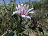 род Tragopogon. Цветущее растение. Казахстан, Приаралье, метеоритный кратер Жаманшин. Начало мая 2015 года.