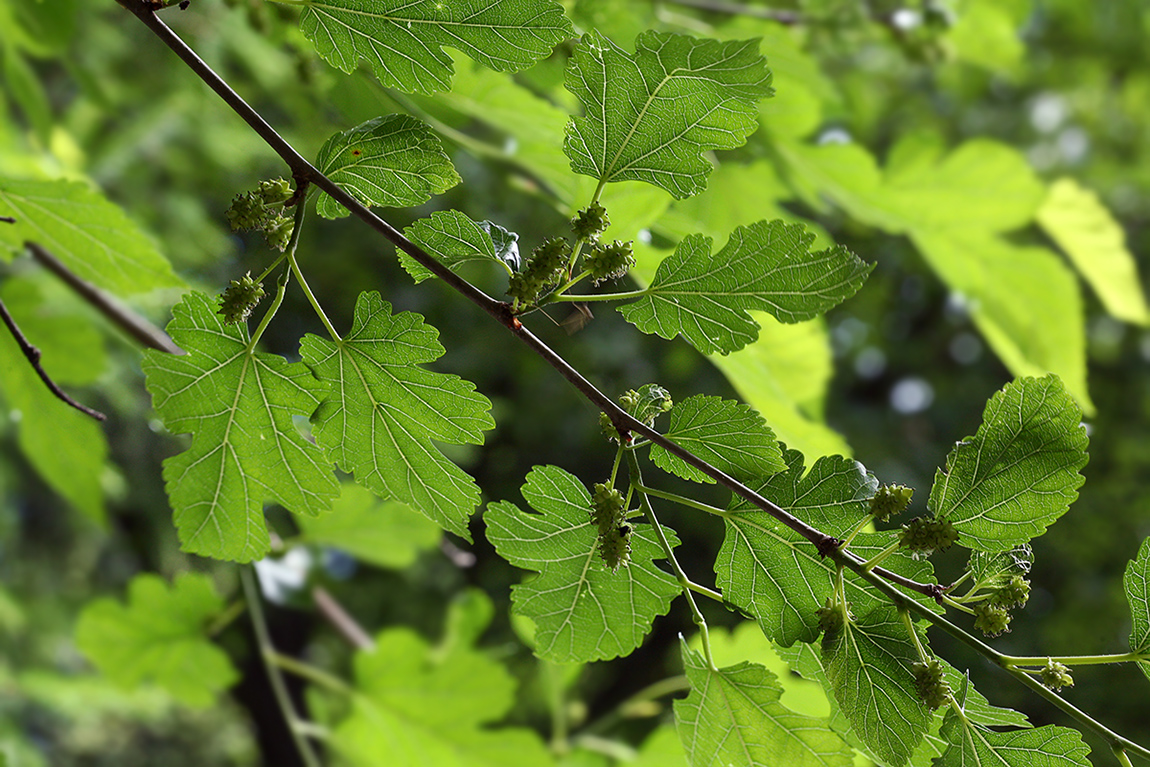 Изображение особи Morus alba.