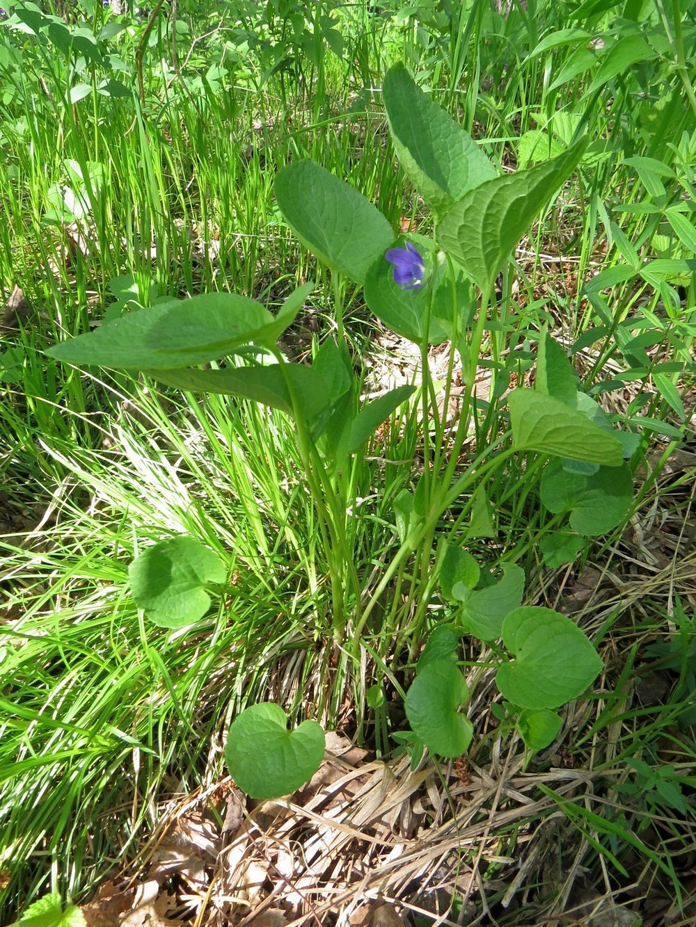 Image of Viola &times; sukaczewii specimen.