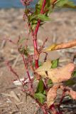 Persicaria lapathifolia. Часть побега с соцветиями. Ленинградская обл., Ломоносовский р-н, окр. пос. Лебяжье, побережье Финского залива, песчаный пляж. 27.08.2017.