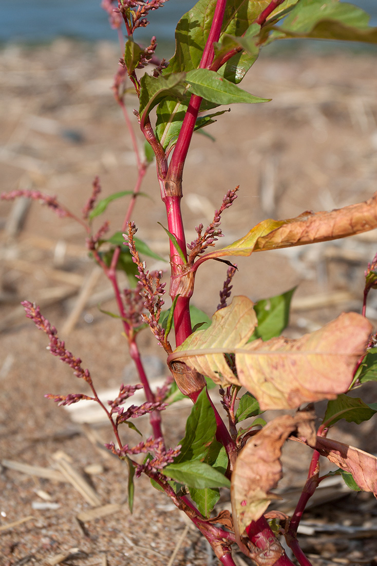 Изображение особи Persicaria lapathifolia.