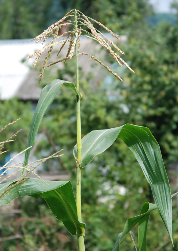 Image of Zea mays specimen.