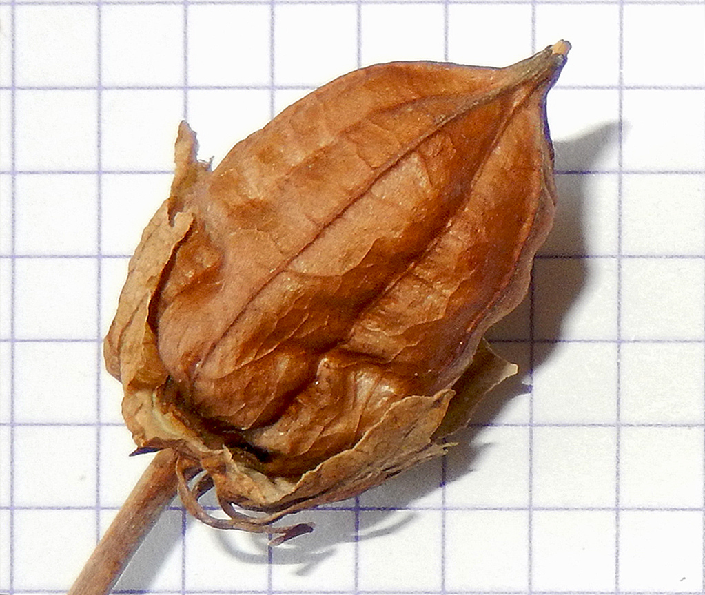 Image of Hibiscus &times; hybridus specimen.