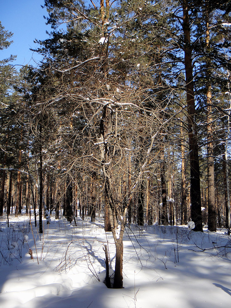 Image of genus Salix specimen.