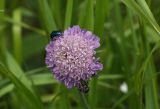 Knautia arvensis