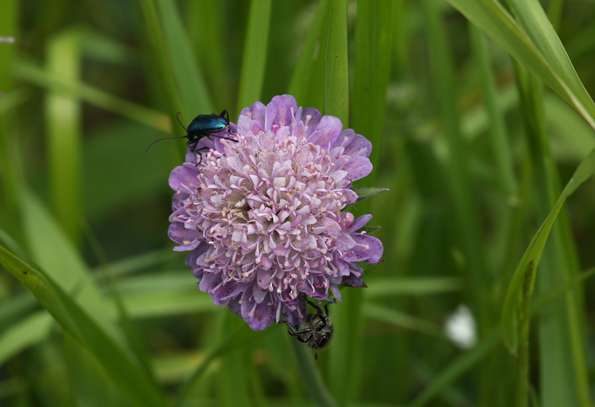 Изображение особи Knautia arvensis.