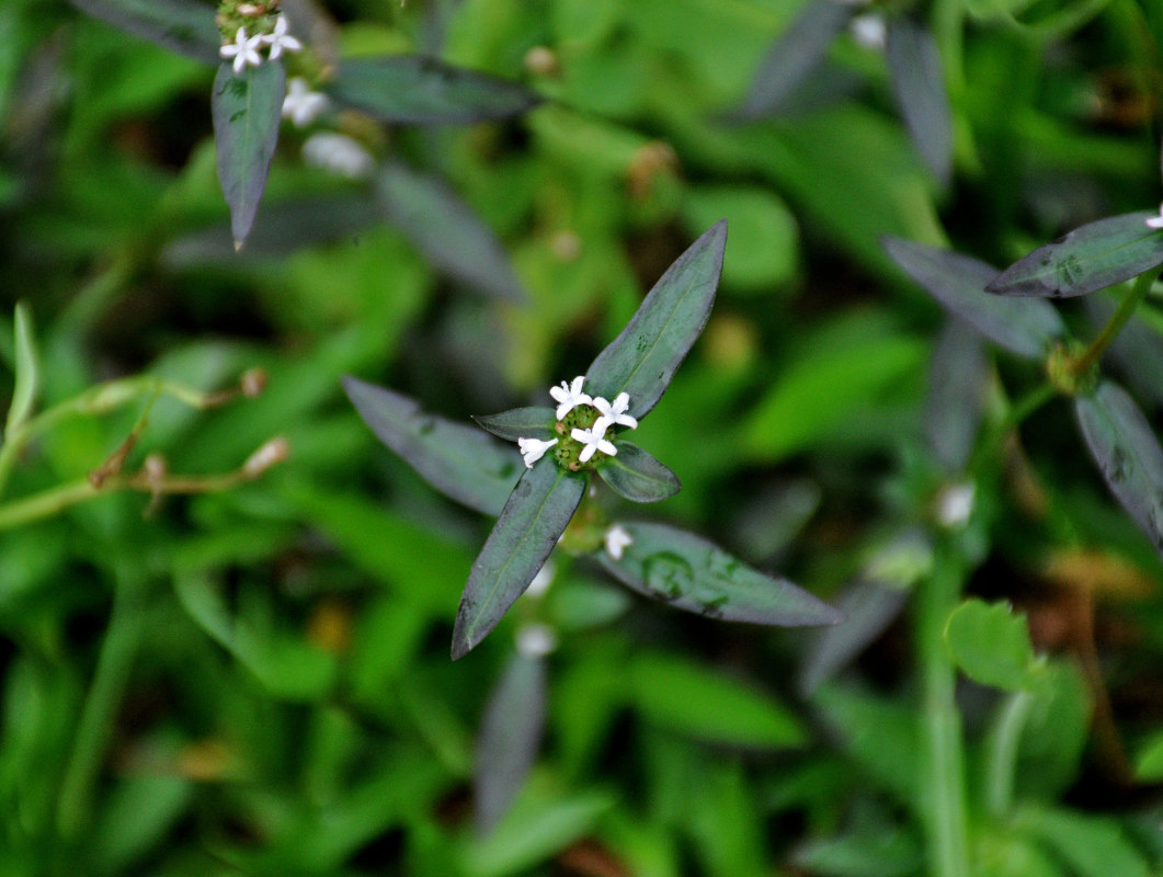 Image of Spermacoce remota specimen.