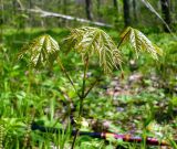 Acer platanoides